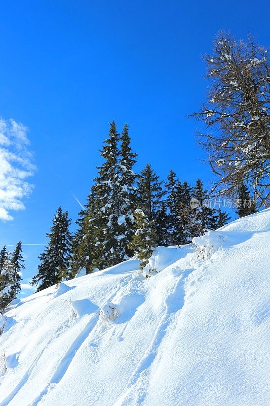 在Wagrain Skiamade滑雪场，冬天的雪覆盖了云杉